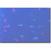 Не светящаяся в УФ бумага волокнами R / C 80g/m  A4 297mm x 210mm для офсетной и струйной печати