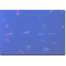 Не светящаяся в УФ бумага волокнами R / C 80g/m  A4 297mm x 210mm для офсетной и струйной печати