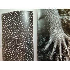 Глянцевая фотобумага A3+, плотность 170 г/м2, 250л, PAPER_FG_SRА3+_170G, для цифровой, струйной печати, формат А3+ (32 * 45), производитель ARCTIC  Volume Whiite 